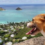 HI Pets Affordable Vet Clinic Oahu Ohana