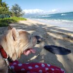 HI Pets Affordable Vet Clinic Oahu Ohana