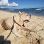 HI Pets Affordable Vet Clinic Oahu Ohana