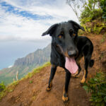 HI Pets Affordable Vet Clinic Oahu Ohana